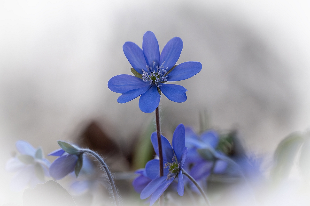 25 P Farbe blau Max Aichmayr